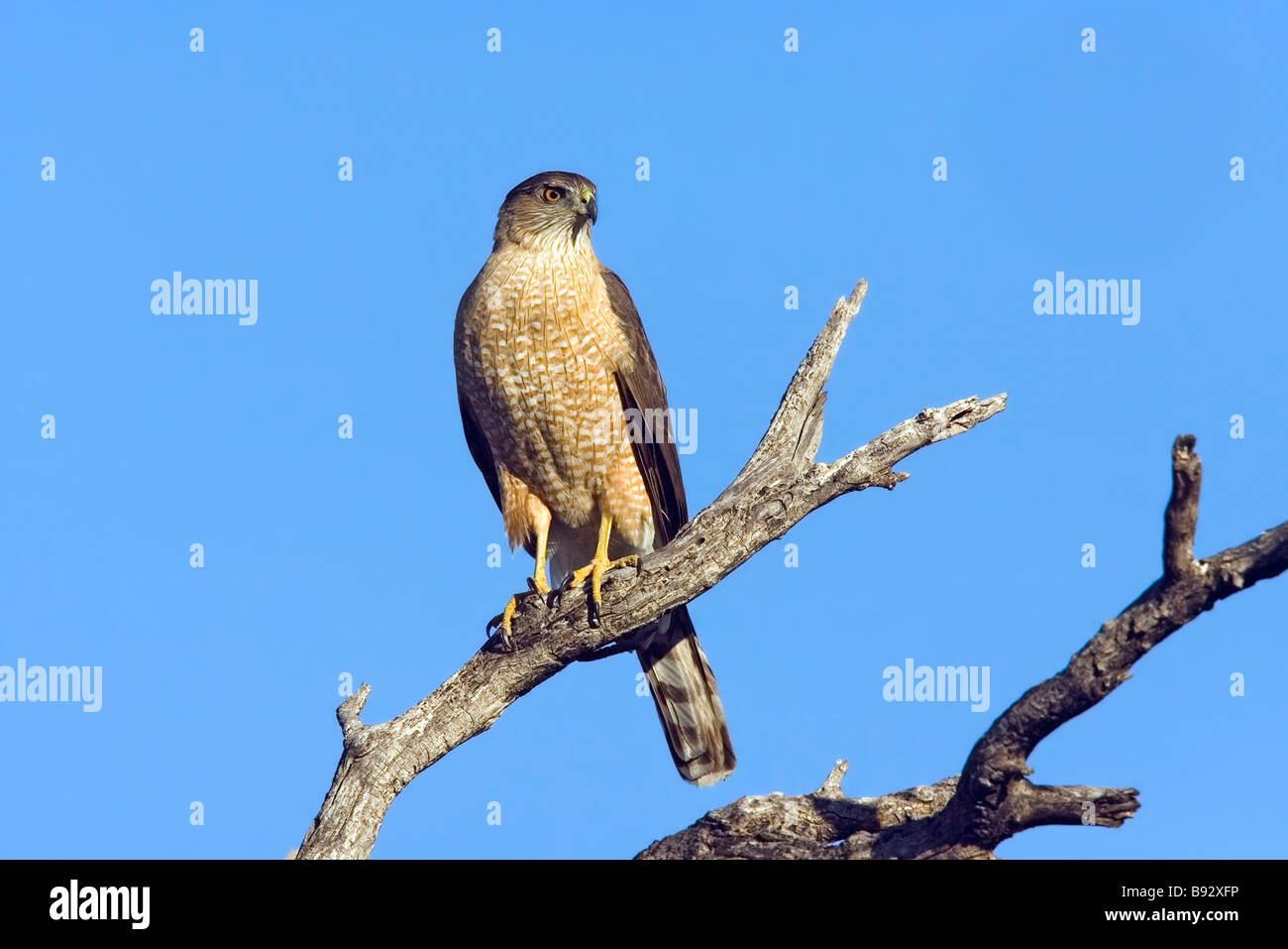 Hawk hi-res stock photography and images - Alamy