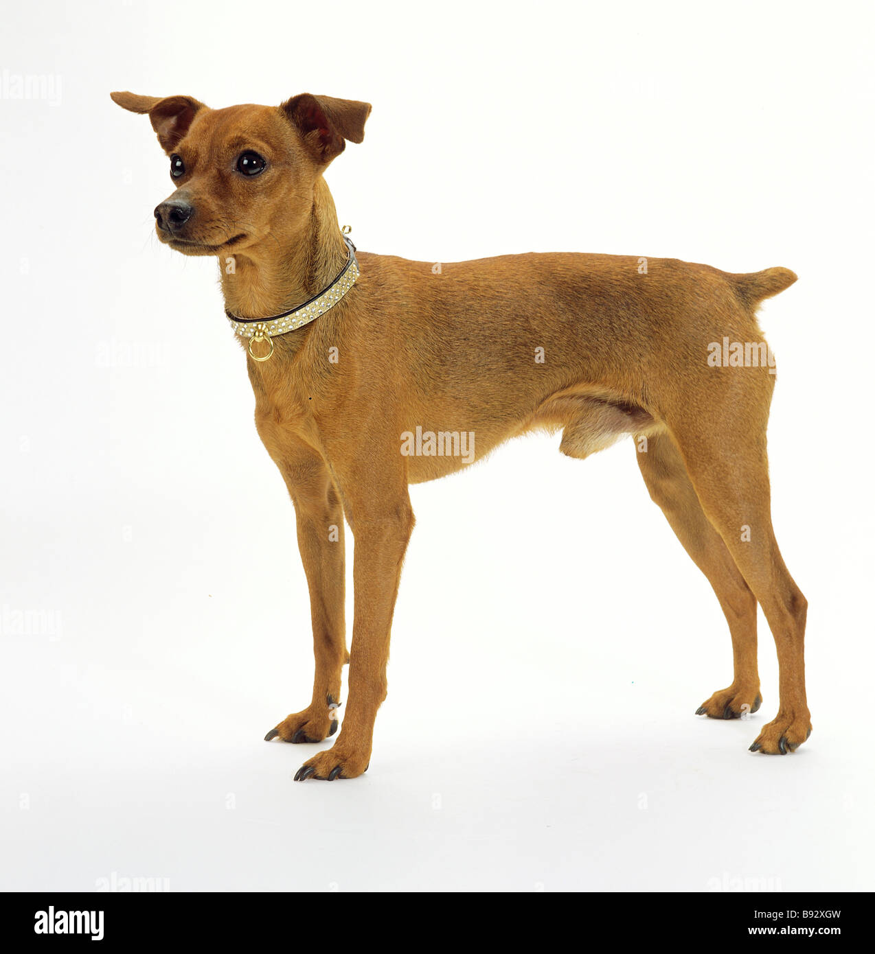 Pinscher collar online
