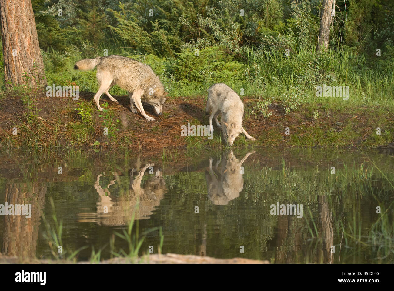 Two wolves casting perfect reflections in the still water of a small lake while they run playfully along the water line Stock Photo
