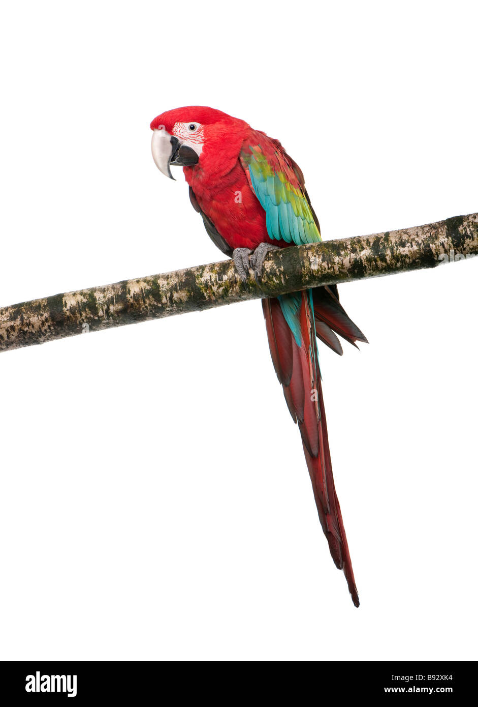 Green winged Macaw Ara chloropterus 18 months in front of a white background Stock Photo