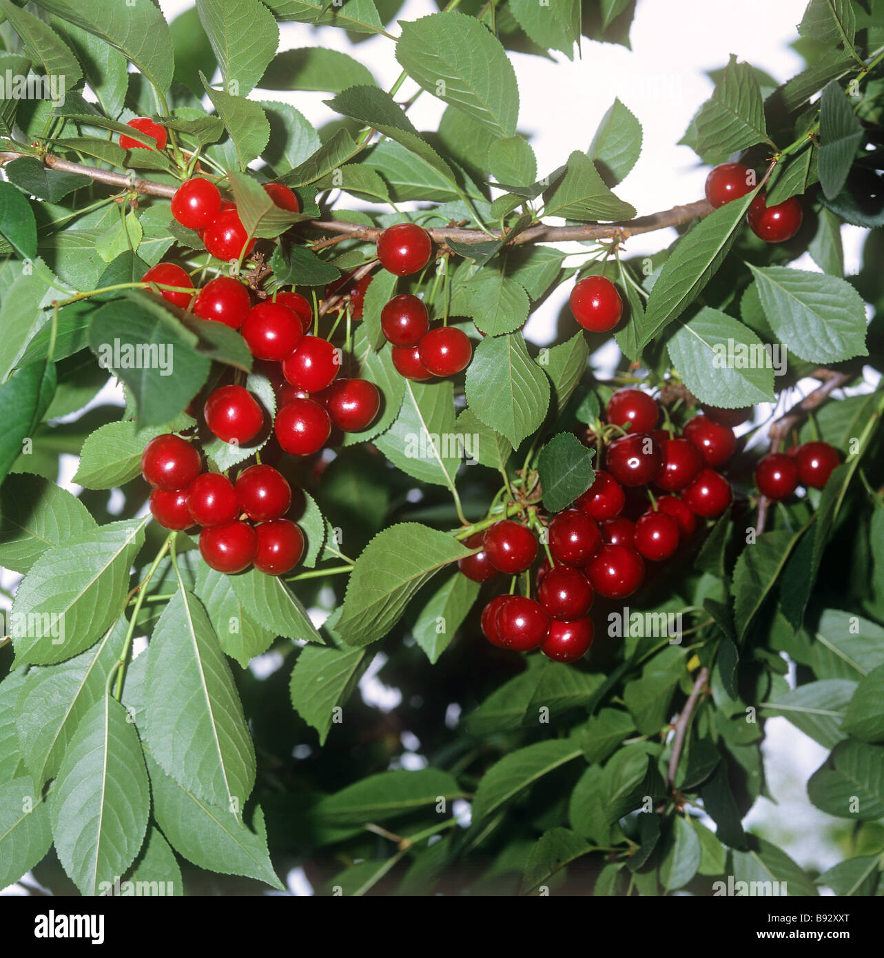 sour cherries Stock Photo