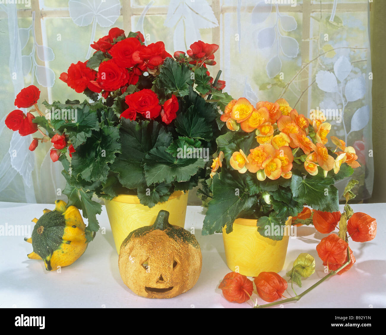begonias / Begonia-Elatior-Hybriden Stock Photo