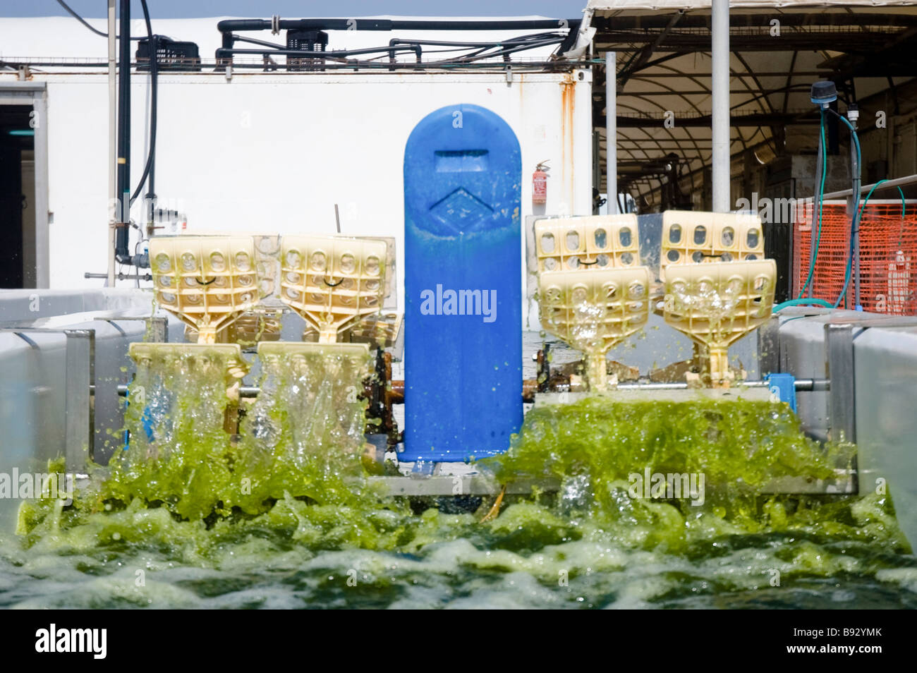 Algae farm pool hi-res stock photography and images - Alamy