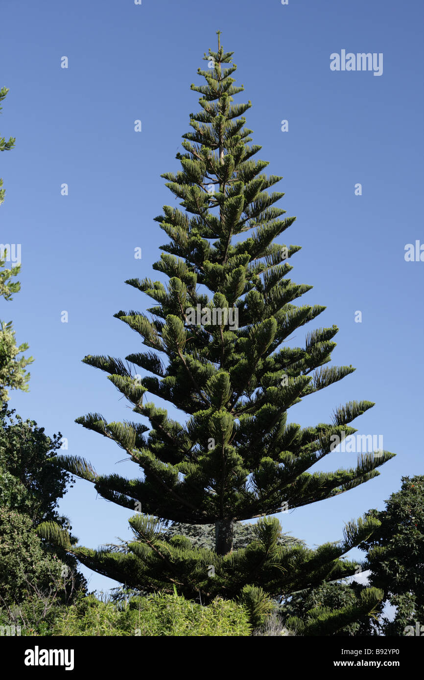 Norfolk Pine Araucaria Heterophylla New Zealand Stock Photo Alamy Norfolk Pine Araucaria Heterophylla New Zealand Stock Photo Alamy