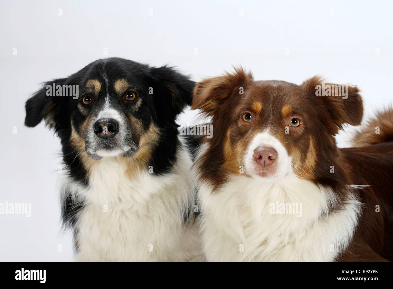 australian shepherd compared to border collie