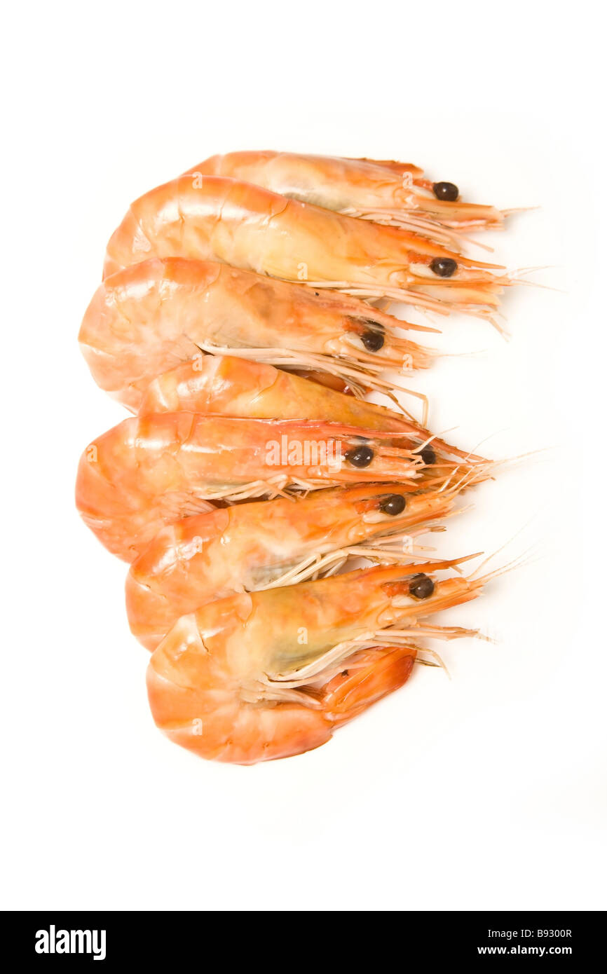 Crevettes cooked prawns shrimp isolated on a white studio background Stock Photo