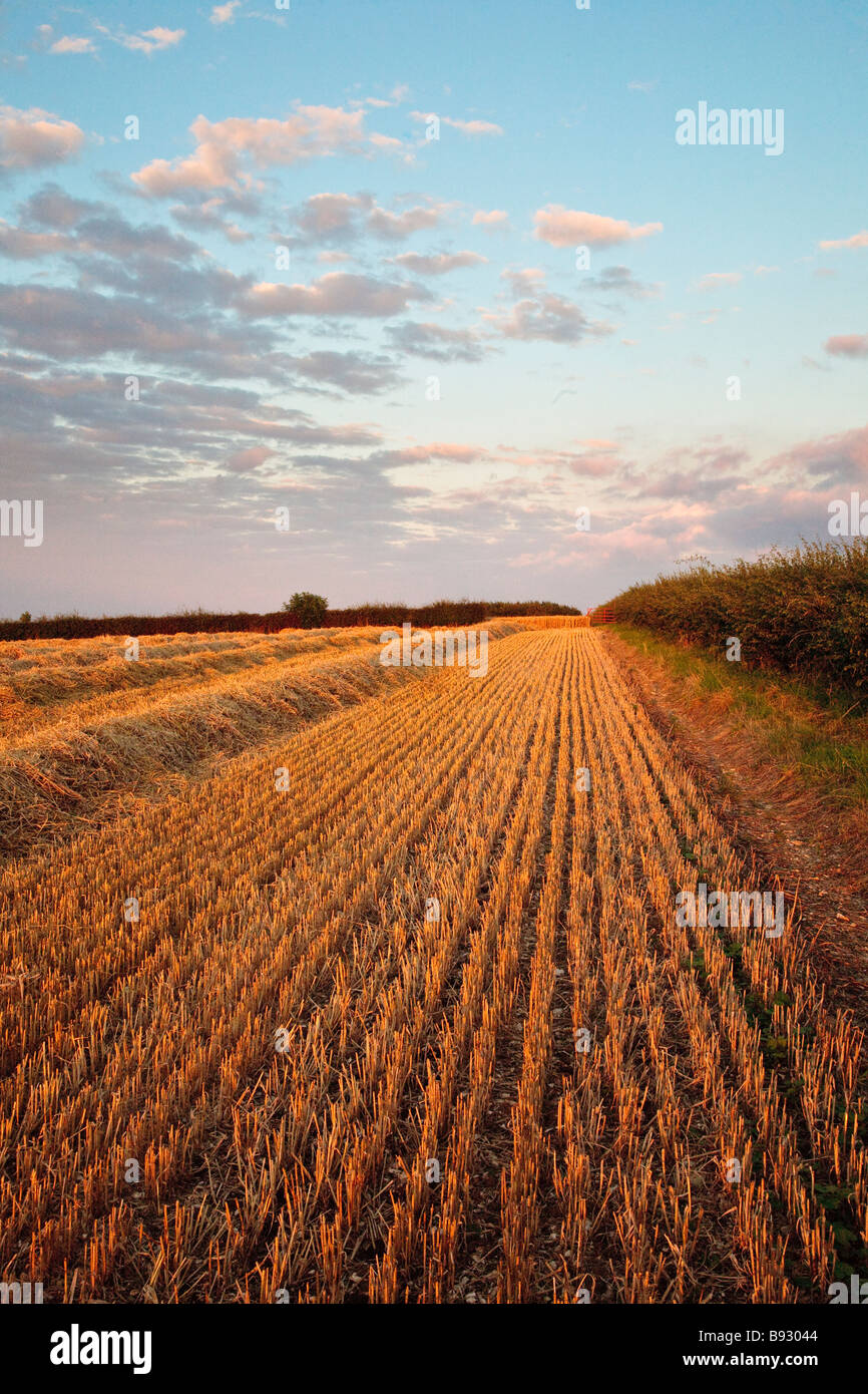 Wheat Field After Harvest, near South Dalton, East Yorkshire, England