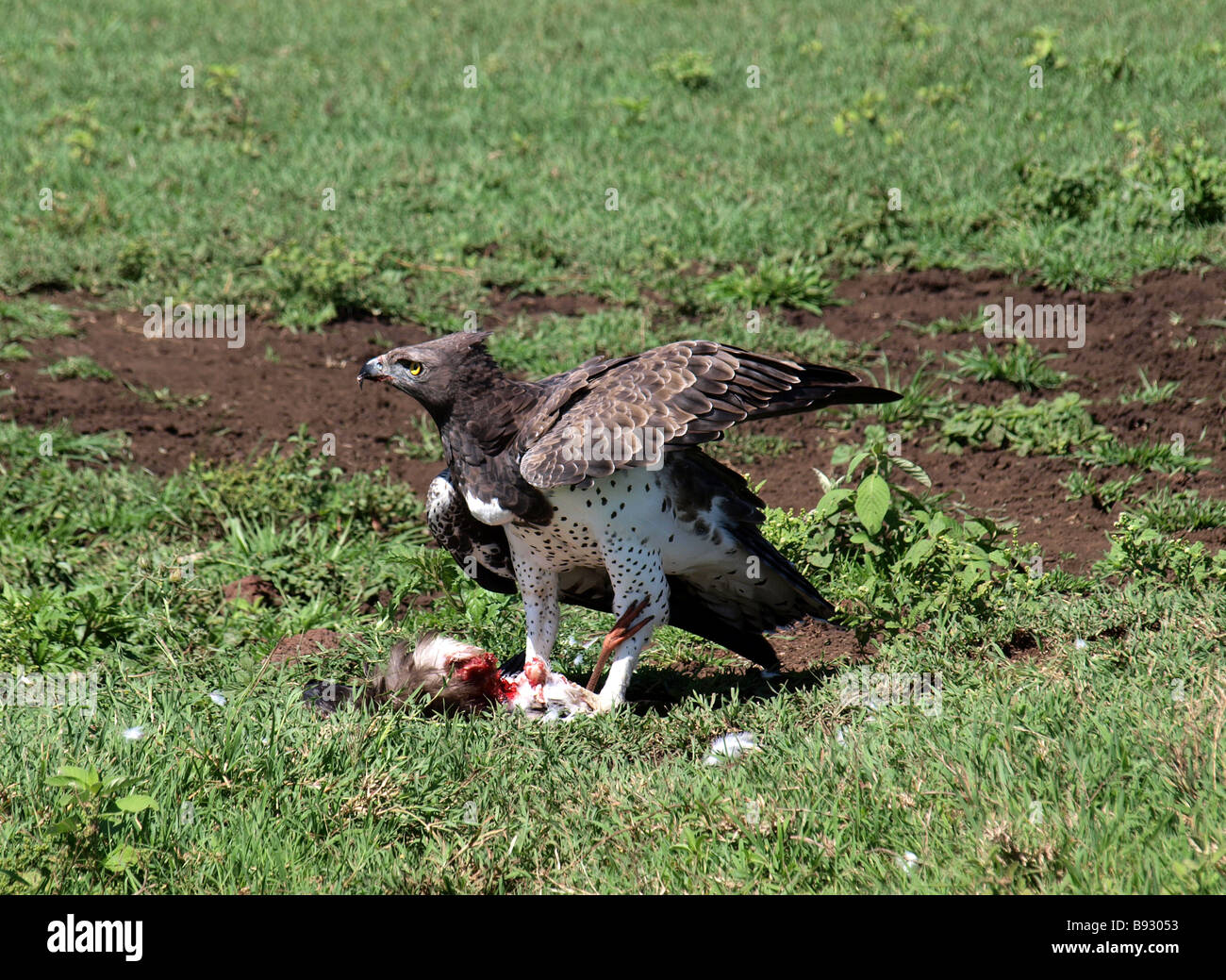 Martial eagle with abdim stork prey and full crop Stock Photo