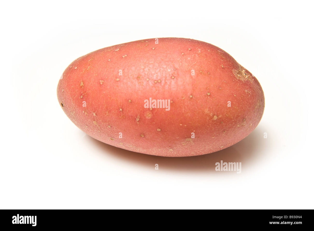 Red rooster potato's isolated on a white studio background Stock Photo