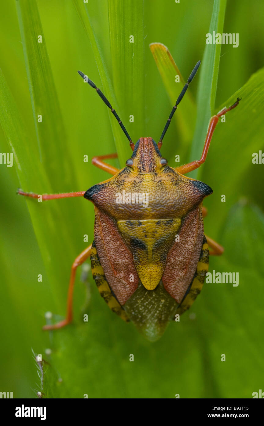 Red shield bug (Carpocoris mediterraneus) Stock Photo