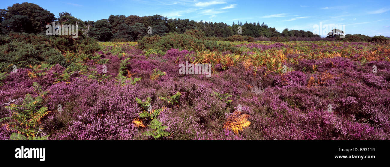 Ling heather new forest hi-res stock photography and images - Alamy