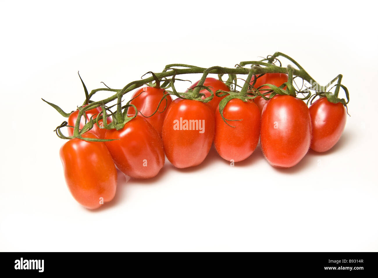 Italian Marzinino vine tomatoes isolated on a white studio background Stock Photo