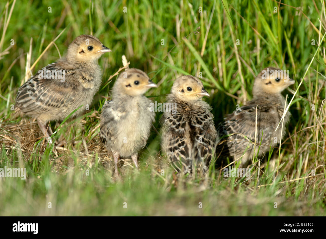 Common Pheasant chicks, Phasianus colchicus, Kent, England Stock Photo