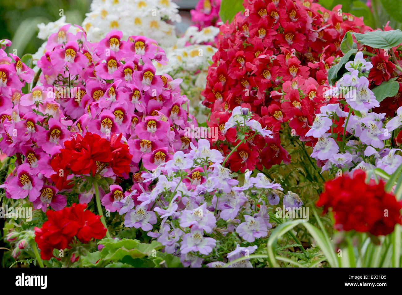 Greenhouse flowers Poor Mans Orchid Stock Photo Alamy