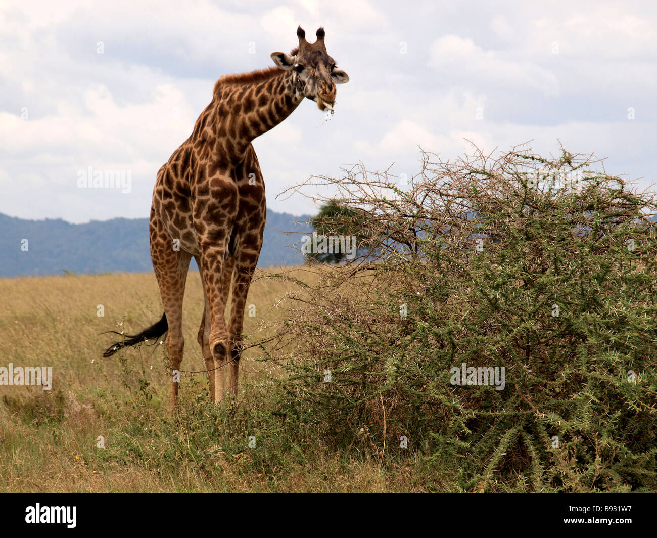 single giraffe feeding on low thorn bush Stock Photo