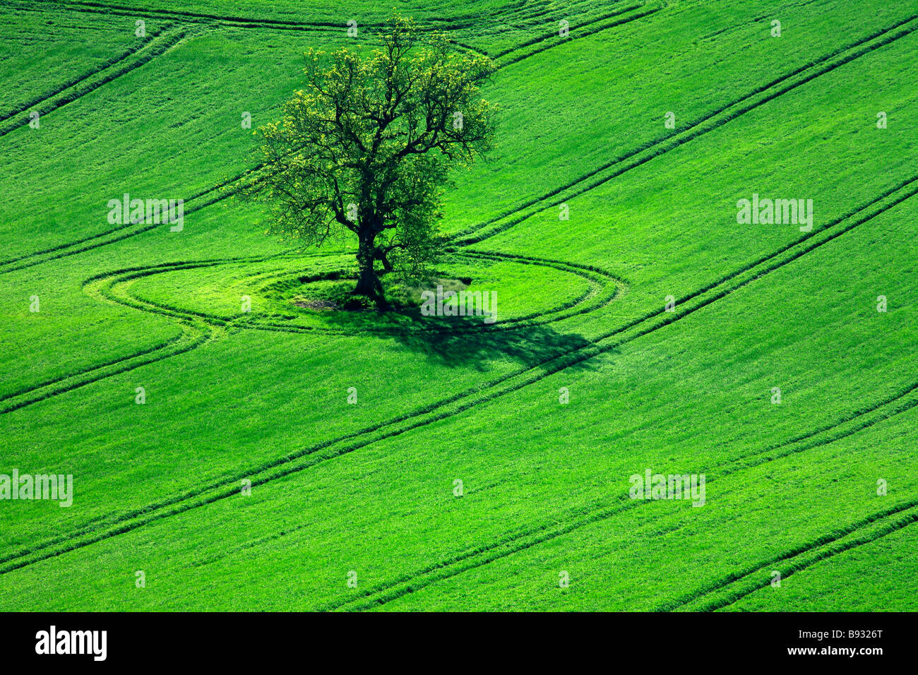 A lone tree growing in the middle of an arable field Stock Photo - Alamy