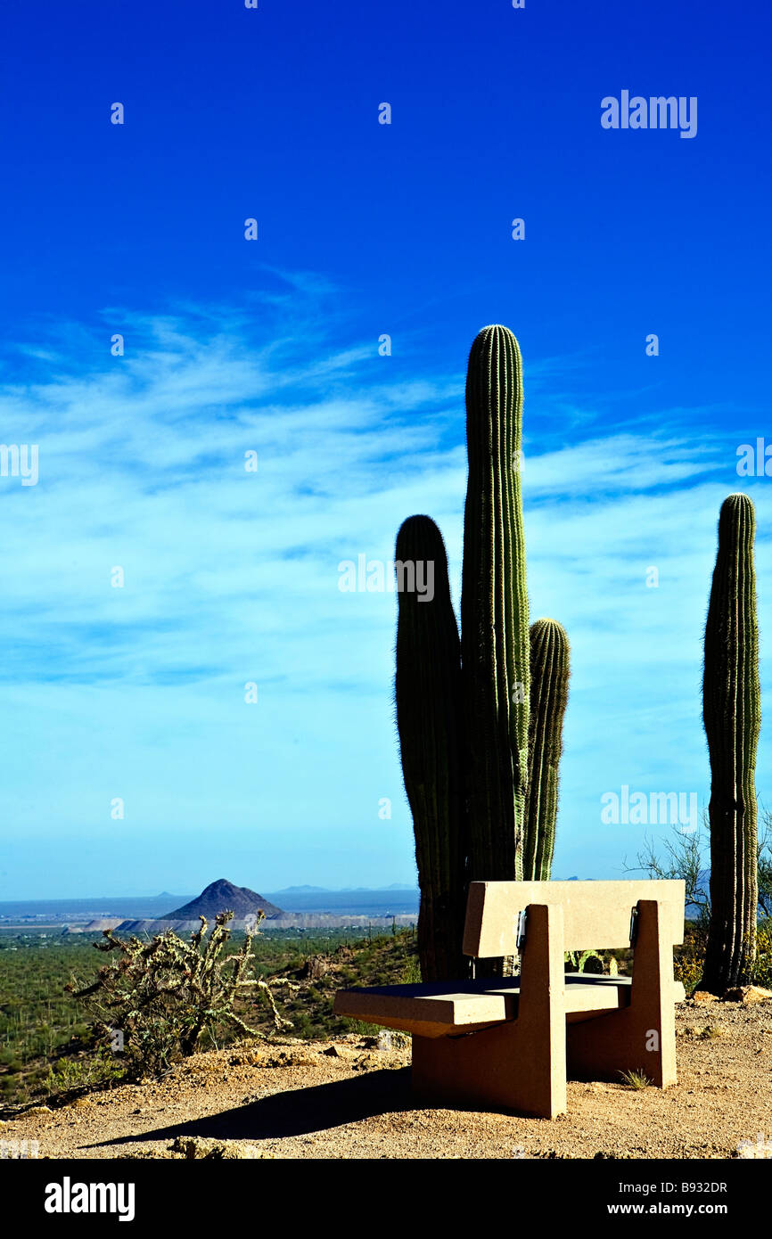 Image of a concrete bench with some tall cactus plants standing near by overlooking the Arizona Desert  Stock Photo
