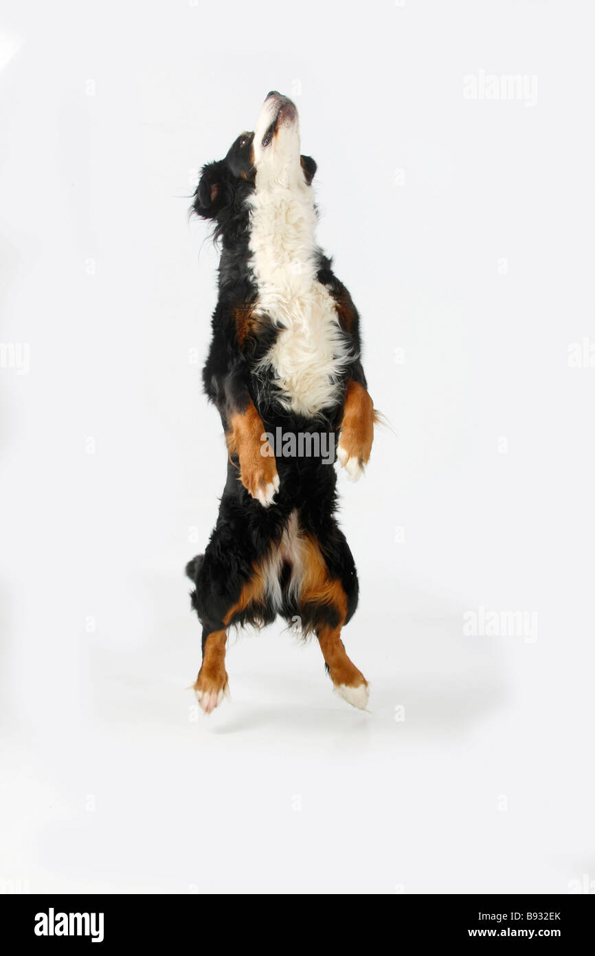 Bernese Mountain Dog Stock Photo