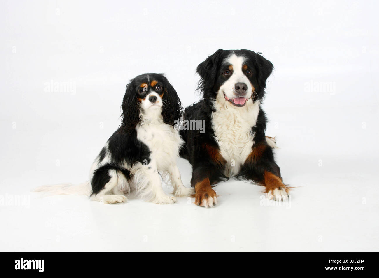 Bernese Mountain Dog and Cavalier King Charles Spaniel tricolour Stock