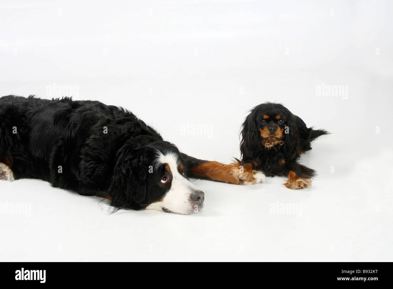 Bernese Mountain Dog and Cavalier King Charles Spaniel black and tan