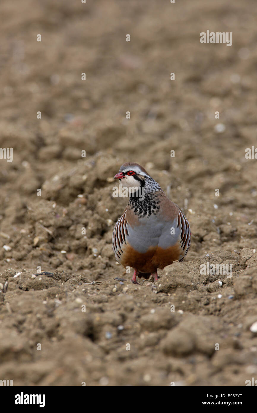 Red-legged partridge Alectoris rufa on arable land Stock Photo