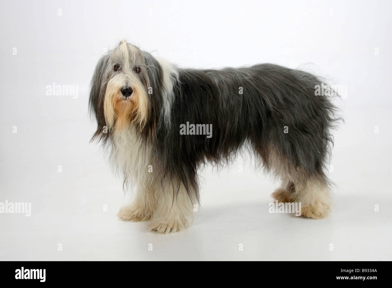 Bearded Collie 11 years old Stock Photo
