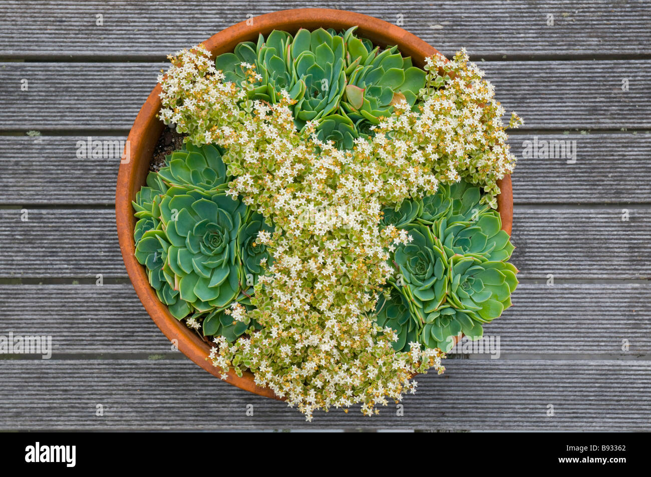 Succulents decoratively arranged in a terracotta pot Stock Photo Alamy