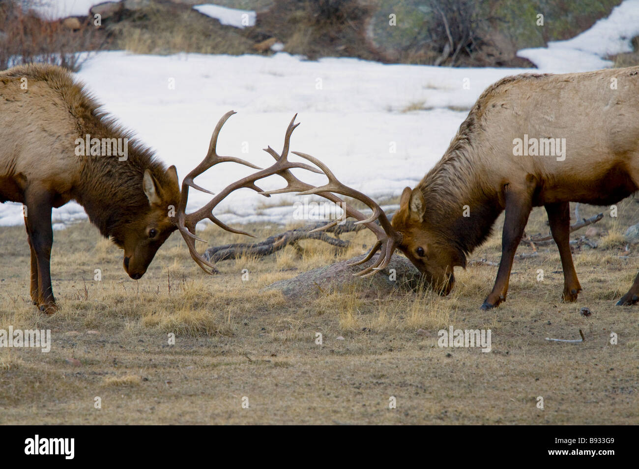 Elk fighting hires stock photography and images Alamy