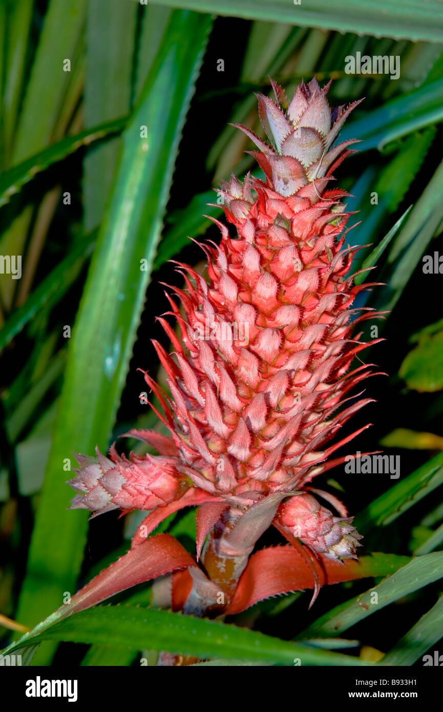 Red pineapple (ananas comosus) La Réunion France | Rote Ananas (ananas comosus), La Réunion, Frankreich Stock Photo