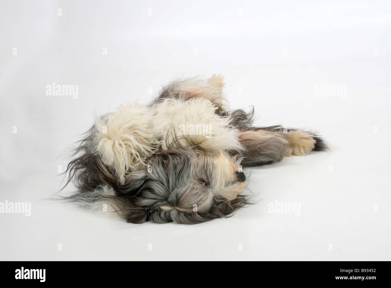 Bearded Collie 11 years old lying on his back Stock Photo