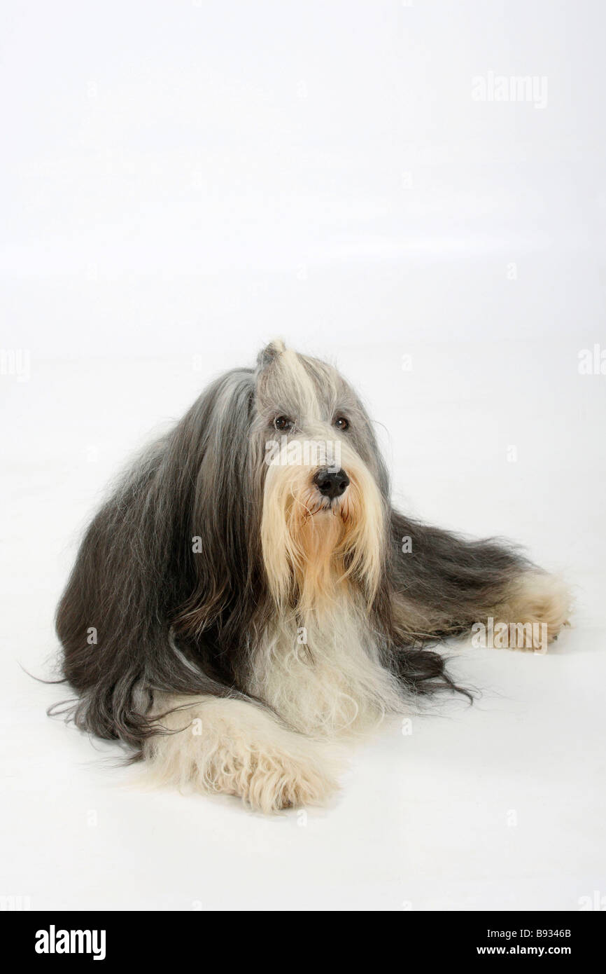 Bearded Collie 11 years old Stock Photo