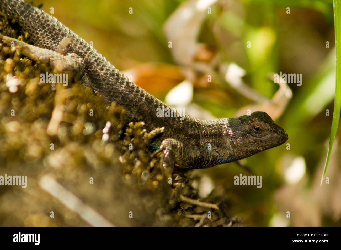 lizard basking on rock Stock Photo Alamy