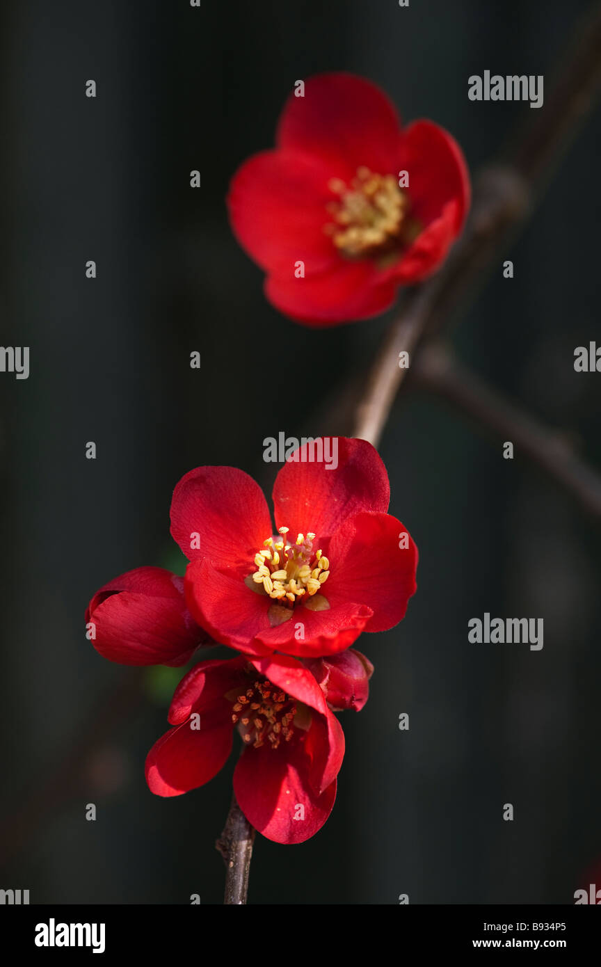 Chaenomeles × superba 'Crimson and Gold'. Japanese quince 'Crimson and Gold' flowers against a dark background. UK Stock Photo