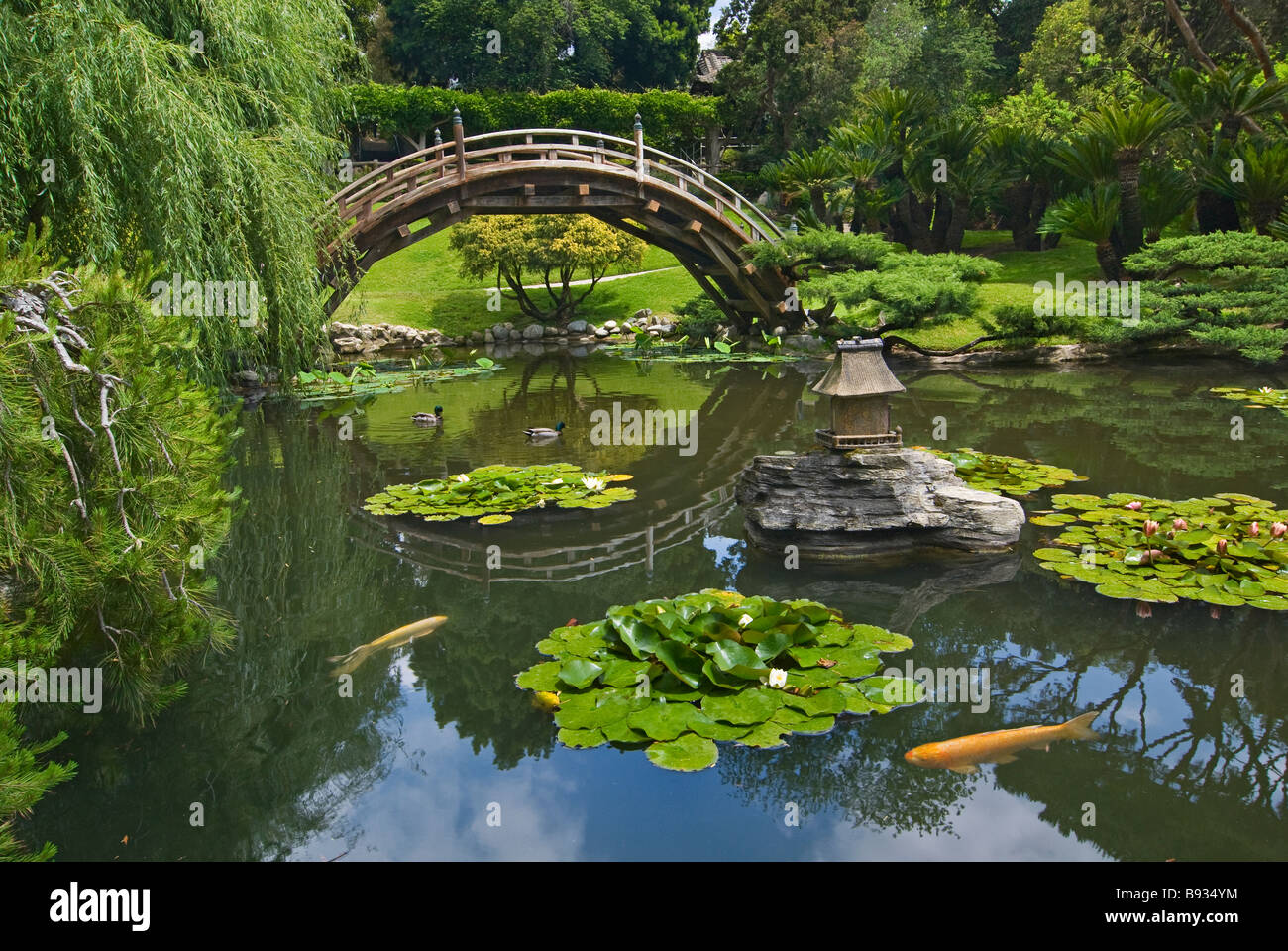 Japanese Garden with Moon Bridge and Lotus Pond with Koi Fish. Stock Photo