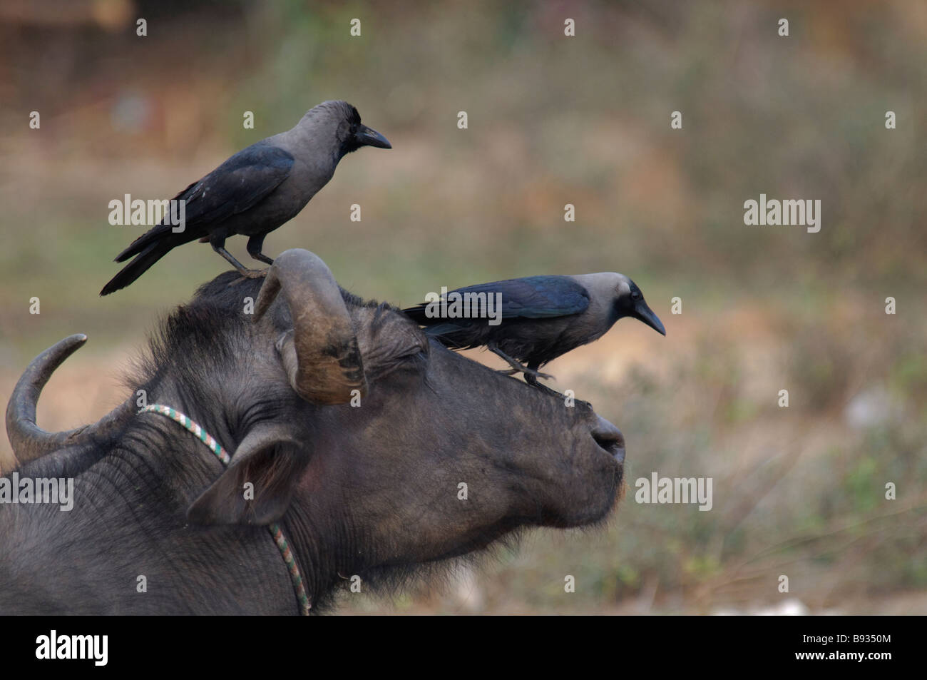 Two House Crows Corvus splendens on a buffalo's head in Rajasthan India Stock Photo
