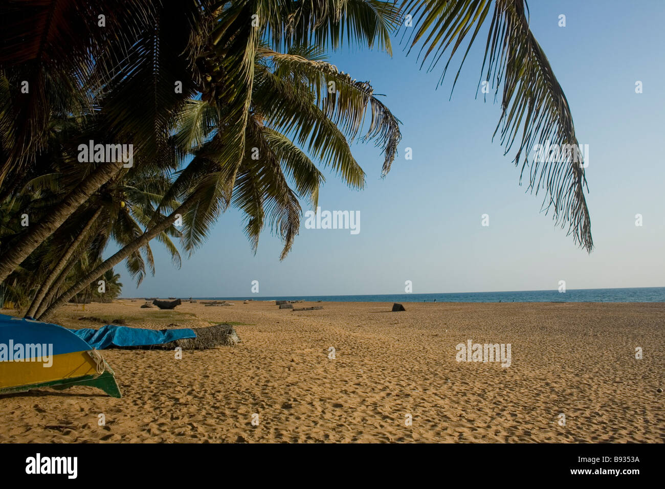 Coconut trees on the sea shore Stock Photo