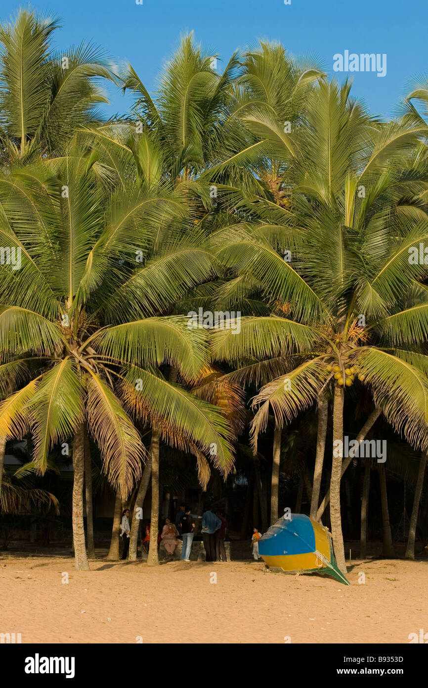 Coconut trees on the shore Stock Photo Alamy