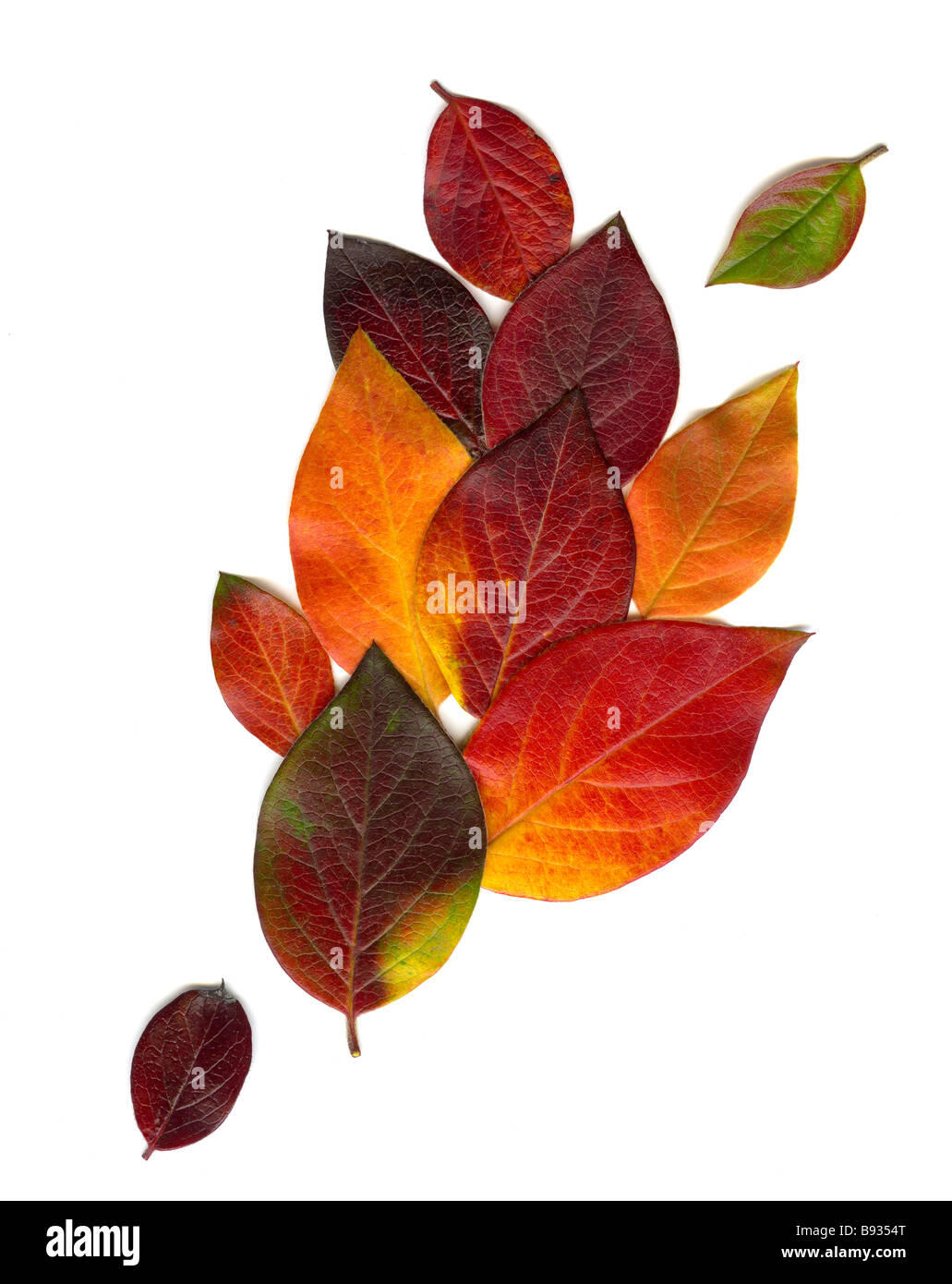 Cotoneaster fall leaves on white background with copyspace Stock Photo