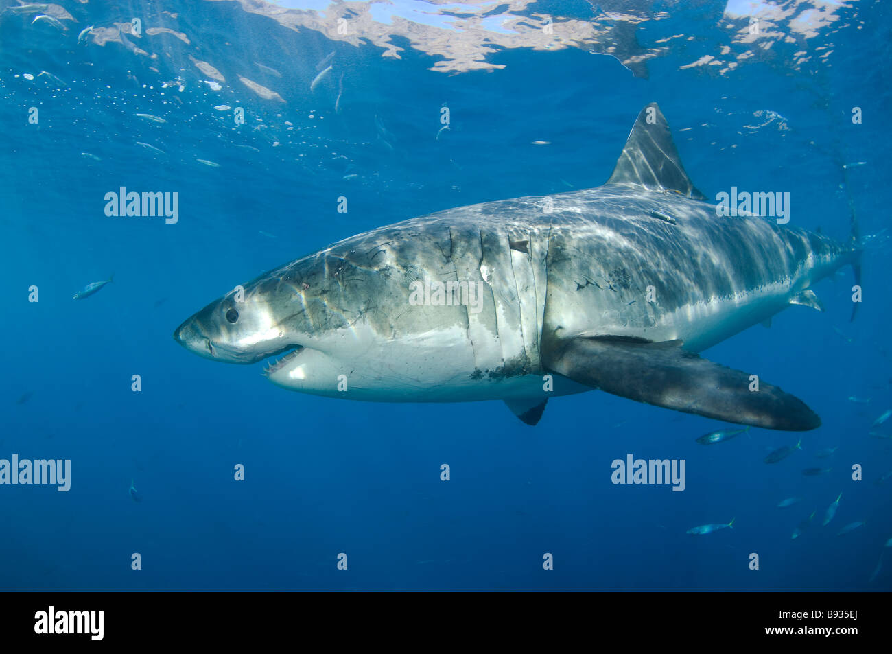 Killer great white shark Stock Vector Images - Alamy