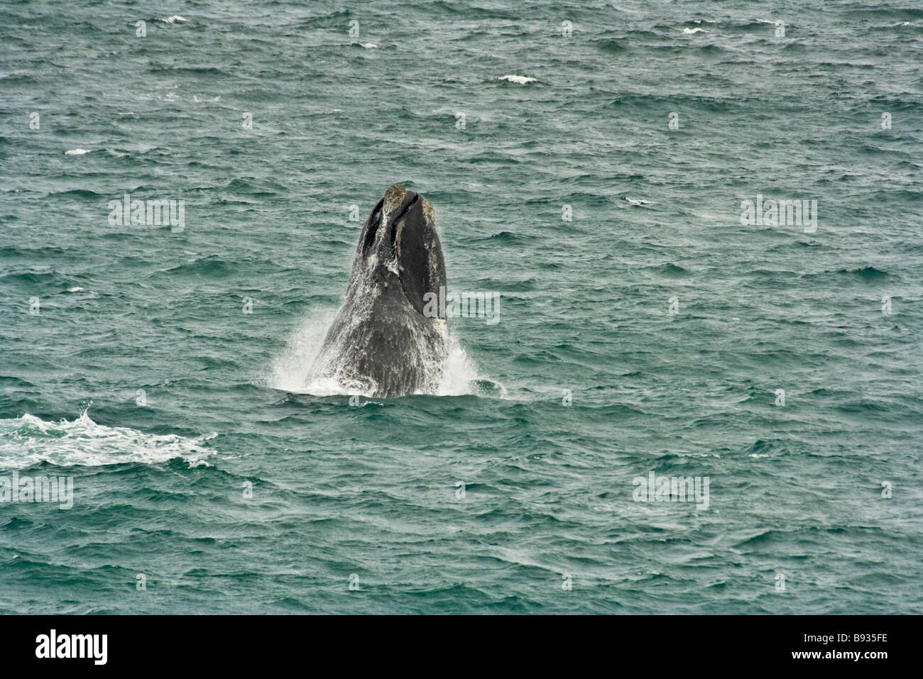 Breeching hi-res stock photography and images - Alamy