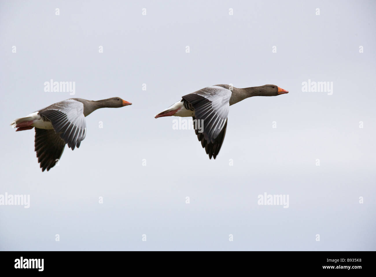 Grey Lag Goose Ariser anser Anatidae Stock Photo