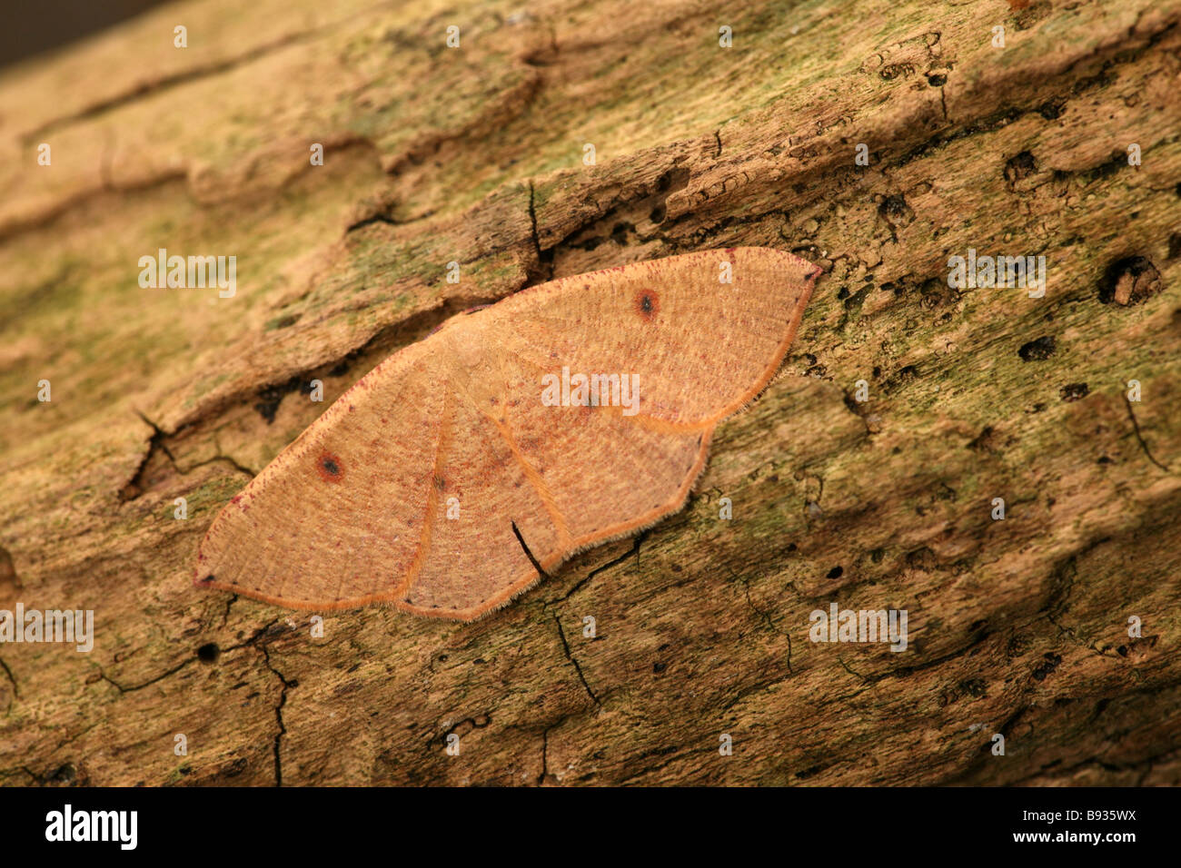 Blair's Mocha Cyclophora puppilaria a rare migrant moth to Southern England Stock Photo
