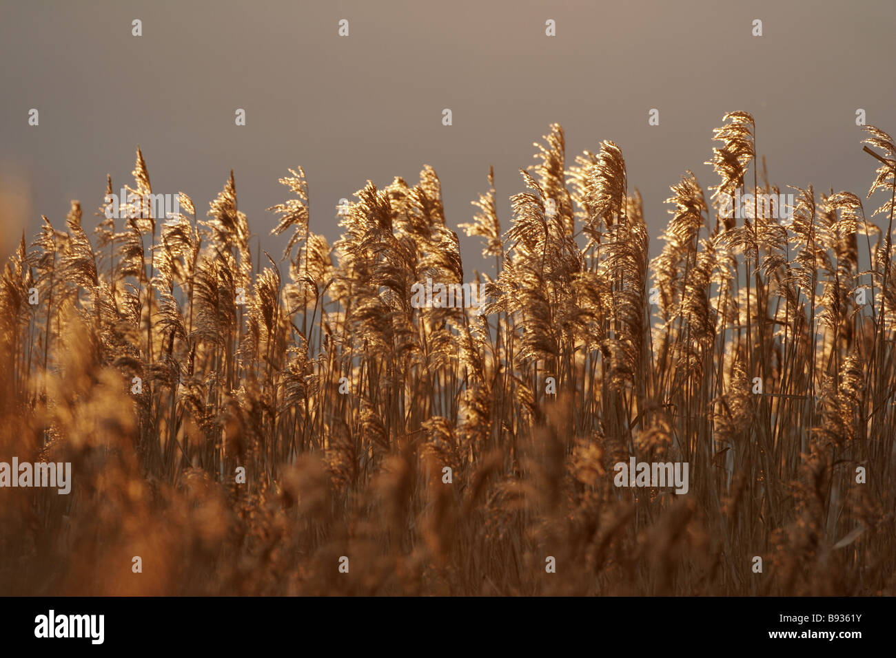 Tay Reed beds Stock Photo Alamy