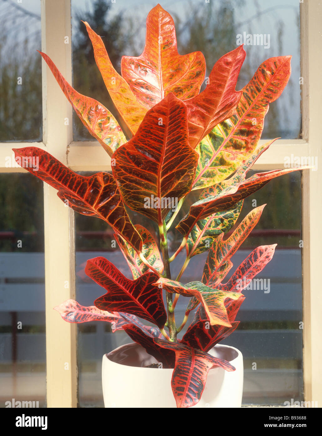 Codiaeum / Codiaeum variegatum Stock Photo - Alamy