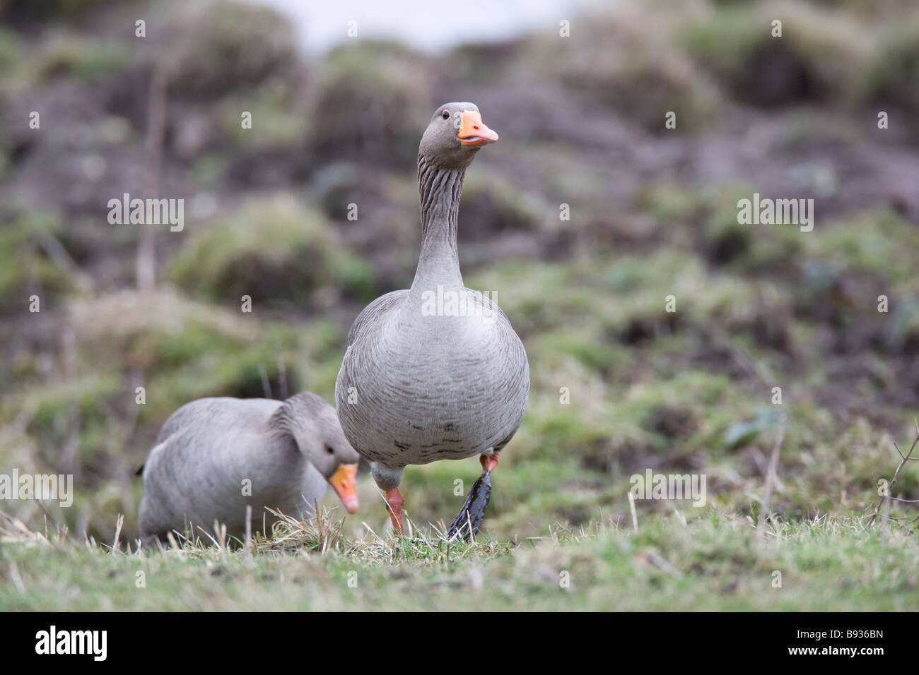 Grey Lag Goose Ariser anser Anatidae Stock Photo