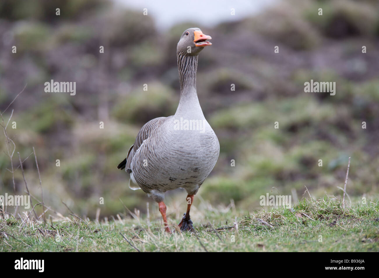 Grey Lag Goose Ariser anser Anatidae Stock Photo