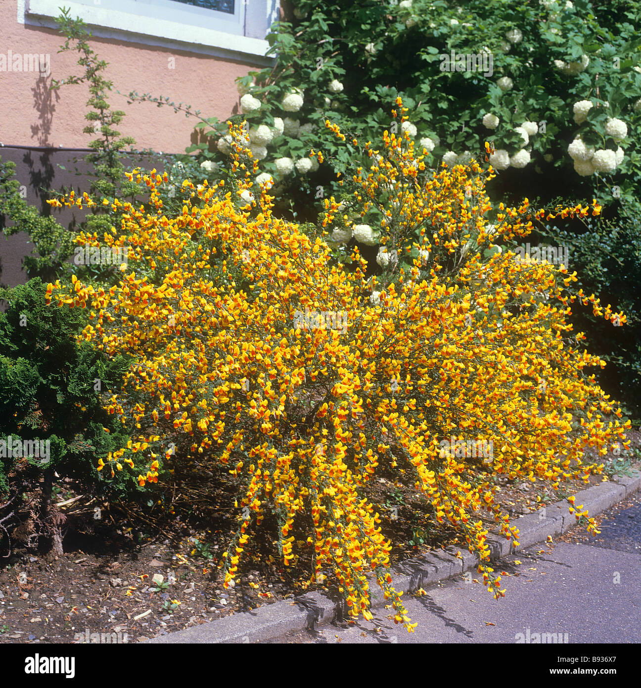 Cytisus scoparius hybride hi-res stock photography and images - Alamy