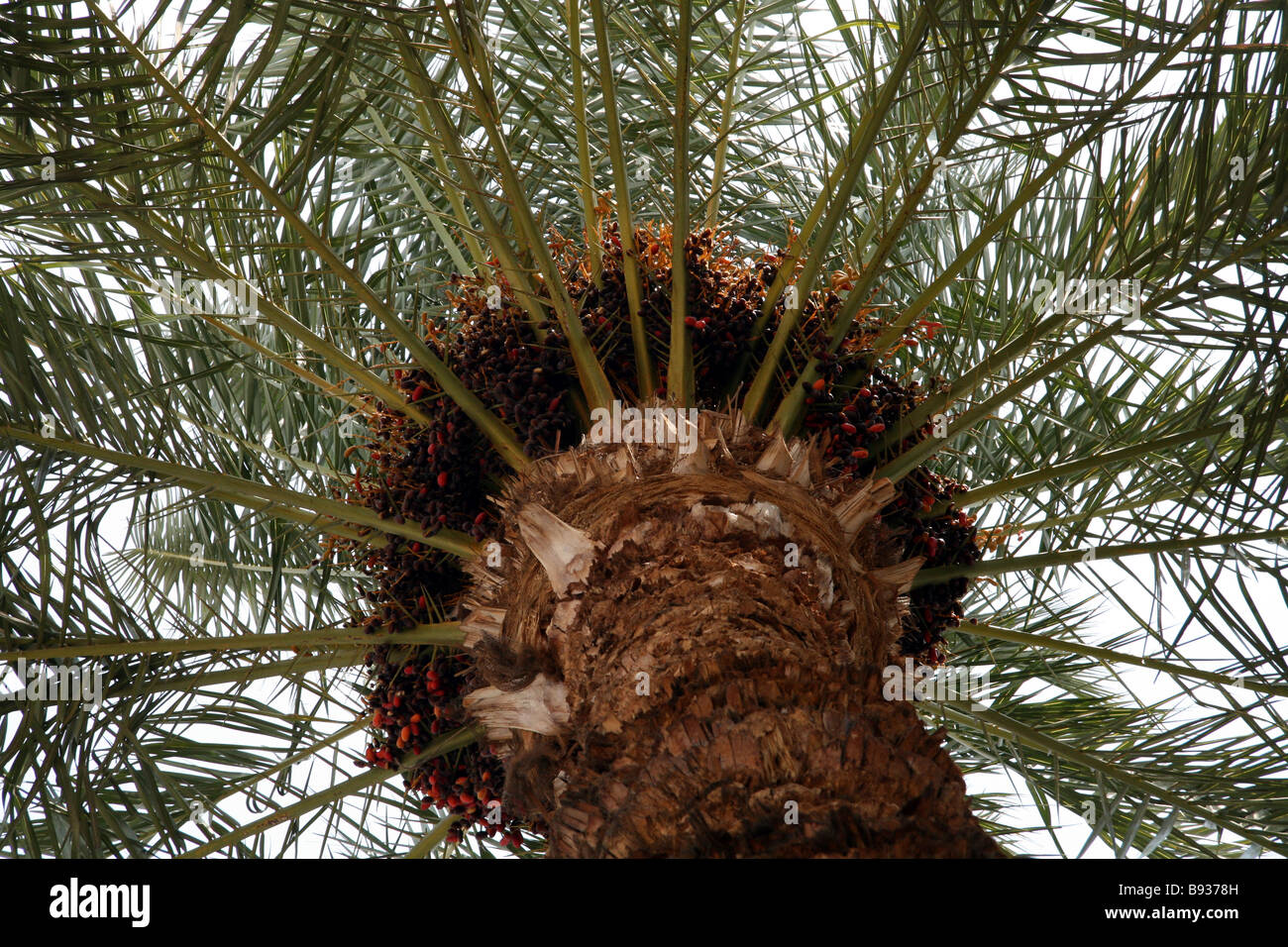 Dates growing on a tree in Egypt Stock Photo Alamy