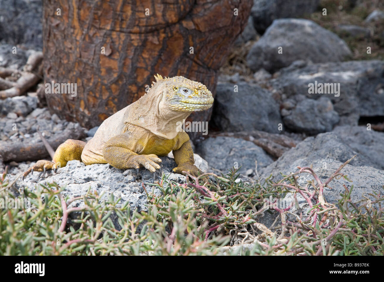 Land iguana, South Plaza, Galapagos Islands, Ecuador Stock Photo