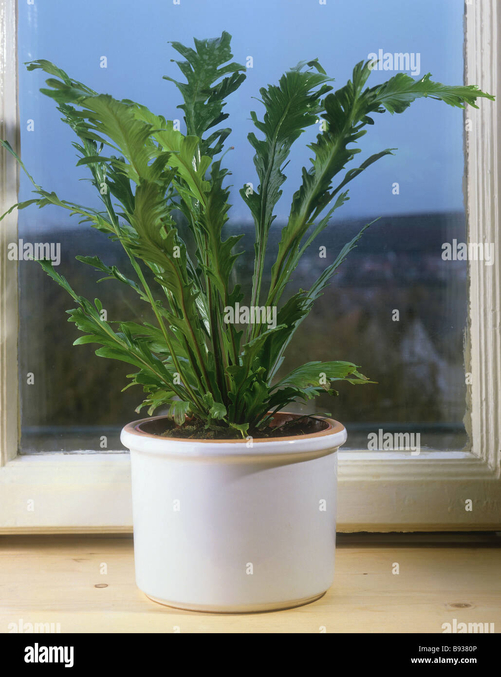Bird's Nest Fern / Asplenium nidus Stock Photo - Alamy